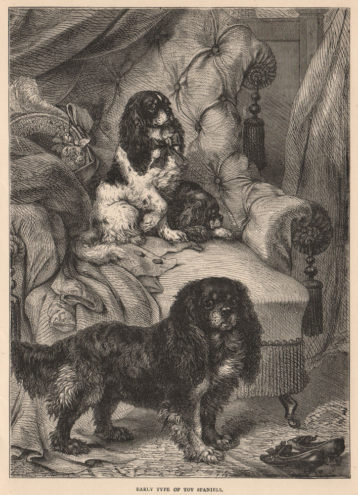 DOGS. Early type of Toy Spaniels 1881 old antique vintage print picture